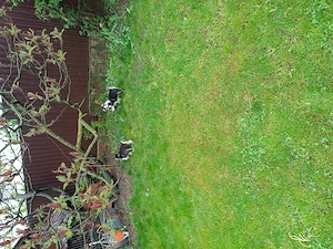 5 Pui Husky Siberian - imagine 5