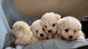 vand cetei bichon maltez - imagine 3