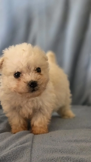 vand cetei bichon maltez - imagine 4