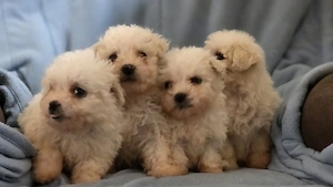 vand cetei bichon maltez - imagine 2