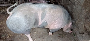 De vânzare  purcea 100 kg
