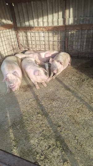 porci landras sacrificat  - imagine 3