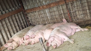 porci landras sacrificat  - imagine 2