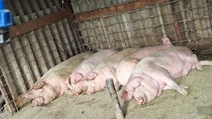 porci landras sacrificat 