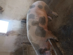 Vând porc de tăiat 