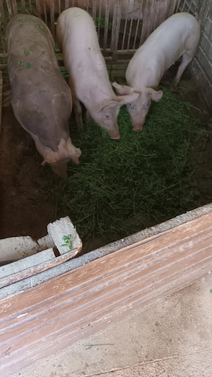 Soldani rasa de carne