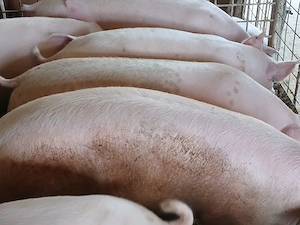 porci de carne 