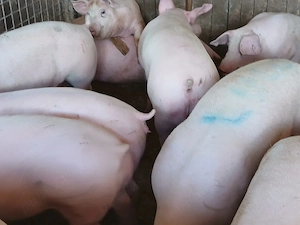 porci de carne 