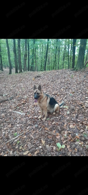 donez femela Ciobanesc german 