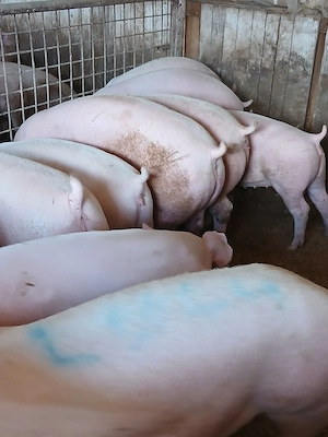 porci de carne  - imagine 2