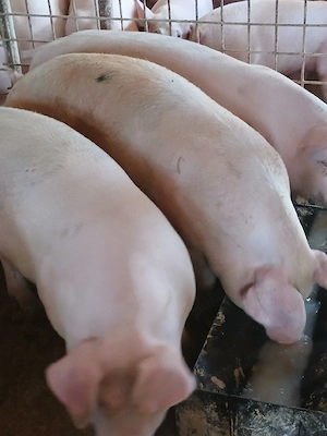 porci de carne  - imagine 3