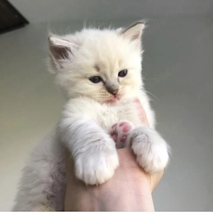 Ragdoll rasă