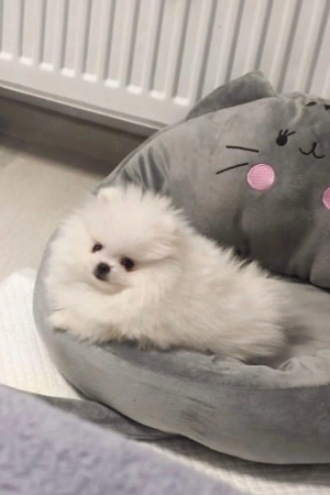 Pomeranian Alb toy 