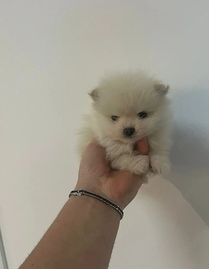 Pomeranian Alb toy 