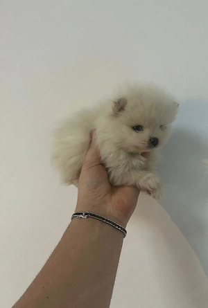 Pomeranian Alb toy 