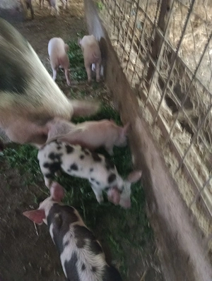 Vând purcei duroc cu pietran