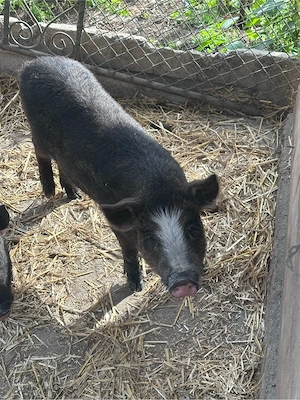scrofita metis duroc vietnamez