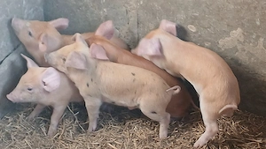 purcei 185 lei bucata