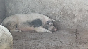 porc gras, suldani si purcei