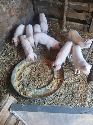 de vânzare purcei 9 bucăți  - imagine 3