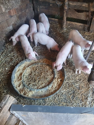 de vânzare purcei 9 bucăți 