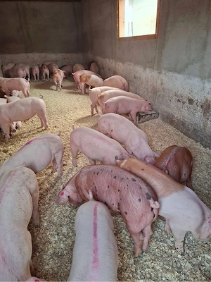 porci rasa de carne 