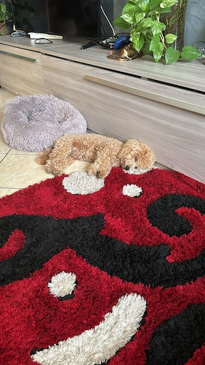 Pudel roșcat toy taglie mica - imagine 4