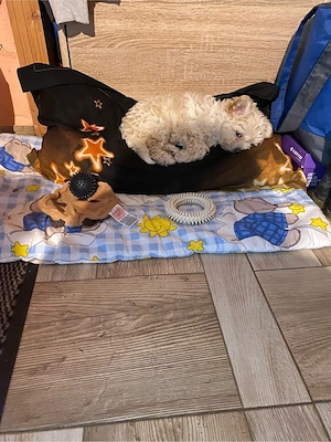 Vand Catelusa Maltipoo toy vaccinata si deparazitata , 3 lunite 