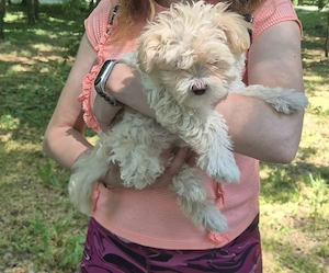 Vand Catelusa Maltipoo toy vaccinata si deparazitata , 3 lunite  - imagine 2