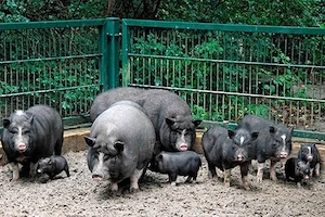 Porci Vietnamezi - Scroafe, Vier, Purcei, Purceluși - din rasa Vietnamez