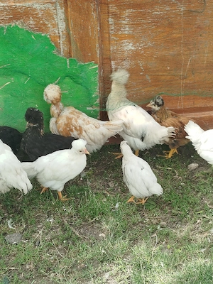 Vand puicute si cocosei moțați  - imagine 3