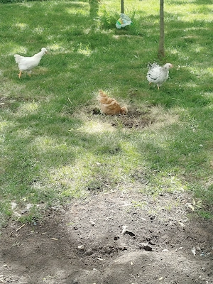 Vand puicute si cocosei moțați  - imagine 5