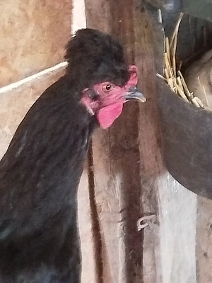 Vand familie de găini motate