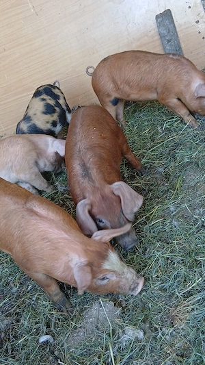 Vind purcei duroc de 2 lunii 450 bucata - imagine 3