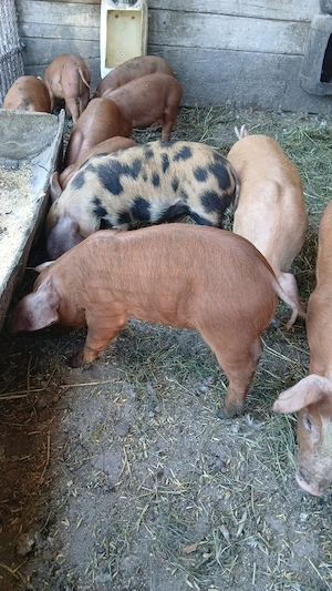 Vind purcei duroc de 2 lunii 450 bucata - imagine 2