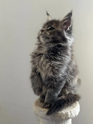 pui maine coon  - imagine 2
