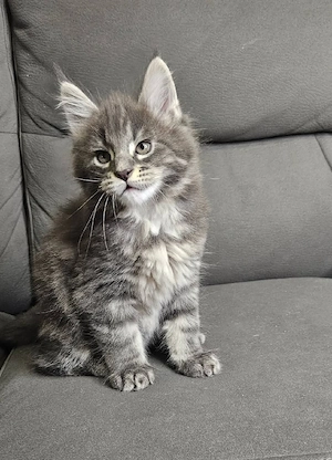 pui maine coon 