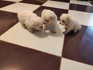 Vând Bichon Maltez  - imagine 3