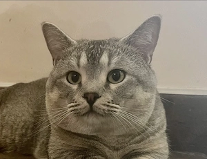 British shorthair - imagine 6