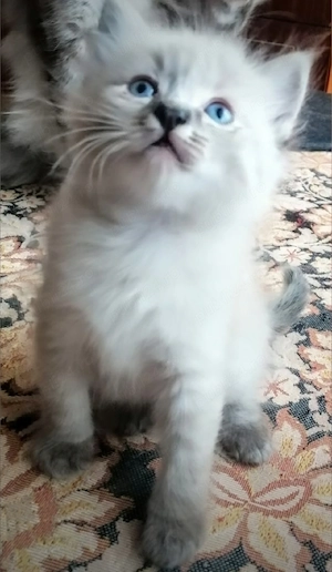 Puiuți rasa Ragdoll