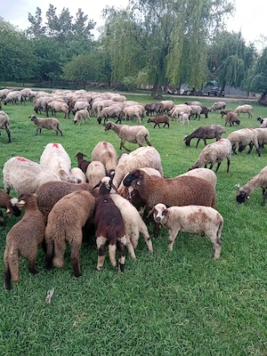 Vând miei ln localitatea Sicula jud Arad