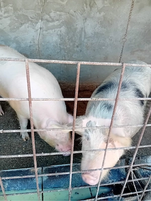 vand porci