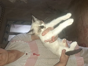 Pisici siameze de rasa 