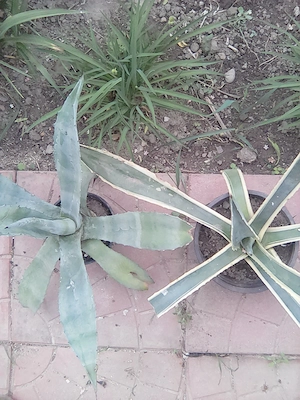 Plante agave doua soiuri