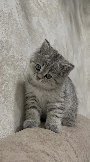 Fetița British tabby silver 
