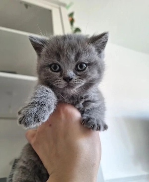 Fetița British shorthair 