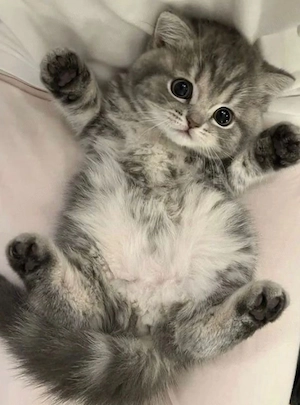 British tabby silver 