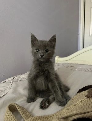 Albastru de Rusia Nebelung 