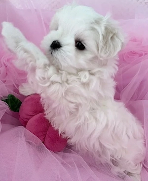 Bichon maltez fetița - imagine 2