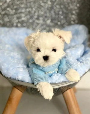 Bichon maltez băiețel